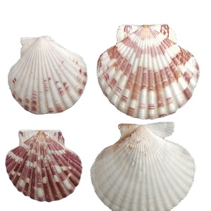 Hot Selling Colorful <strong>Clam</strong> Real Scallop Decoration Sea <strong>Shells</strong> - Product Image 1