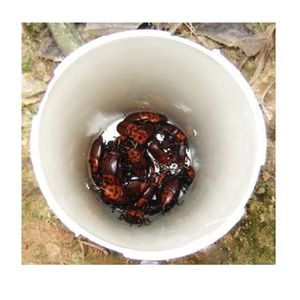 卸売 昆虫フェロモンルアーなし プラスチック製バケツトラップ - Product Image 3