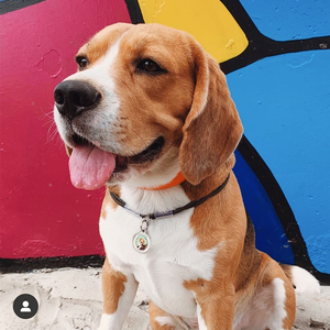 Etiqueta de Identificación Personalizada para Mascotas con Chip Programable, Mini Etiqueta de Resina Epoxi con Código <span class=keywords><strong>QR</strong></span> y Código de Barras, 134.2khz/13.56MHz, Impermeable - Product Image 3
