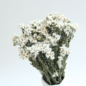 Flores Secas Más Vendidas al Por Mayor, Flores Blancas Pequeñas, Margaritas Blancas, Ciruelas Blancas para Decoración <span class=keywords><strong>de</strong></span> Bodas y Fiestas - Product Image 6