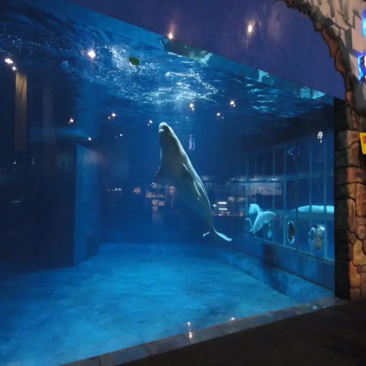 حاوية حوض سمك أكريليك مخصصة حصرية ذات تصميم رائع وجديدة لتنفذ أسماك القرش