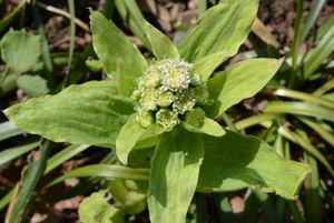 하이 퀄리티 식물 추출물 천연 버터 파우더 15% 페타신 페타사이트 하이브리드 버터 추출물 도매 가격 - Product Image 3