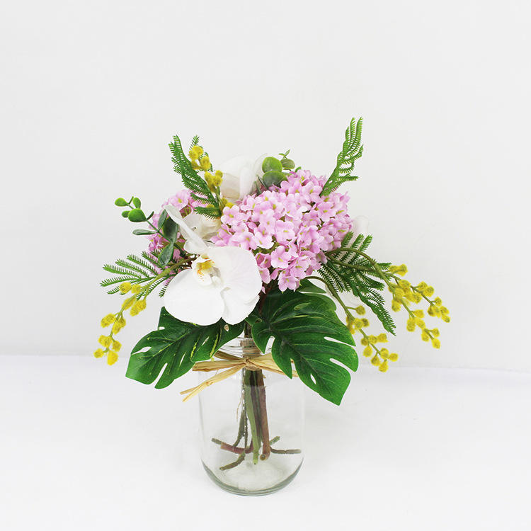 Hydrangea phalaenopsis fève d'acacia