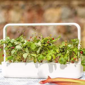 <span class=keywords><strong>Click</strong></span> <span class=keywords><strong>and</strong></span> <span class=keywords><strong>Grow</strong></span> Smart Lot de 9 mélanges de gousses pour plantes de fruits et légumes pour pots de fleurs et jardinières d'intérieur - Product Image 5