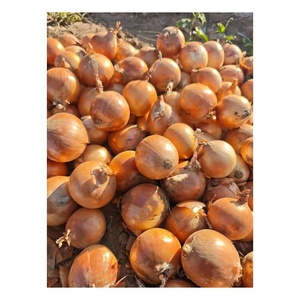 100% Tinh Khiết Tự Nhiên Tươi Vàng Hành Tây 5-8Cm Màu Đỏ Tươi Hành Tây Giá Mỗi Tấn Trung Quốc Hành Tây Cho Xuất Khẩu - Product Image 1