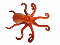 Peluche poulpe de simulation transfrontalière, oreiller en forme d'animal marin, calmar, seiche, rembourrage en coton PP, 31-50 cm, cadeau