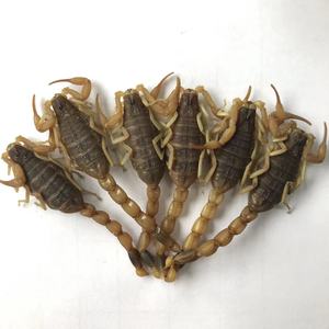 Insectes frais non vivants en gros pour l'alimentation des reptiles, scorpions écologiques riches en protéines pour la nourriture des reptiles et des tortues - Product Image 2