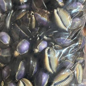 Bán buôn số lượng lớn vỏ tự nhiên cypraea caputserpentis đầy màu sắc Seashell cho món quà trang trí nội thất - Product Image 4