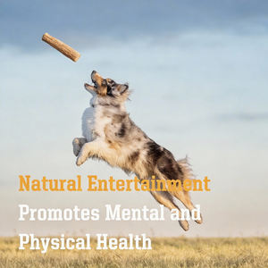 AFP Yeni Gelen Antibakteriyel Köpek Litchi Ağacı Çiğneme Oyuncağı Çevre Dostu Evcil Hayvan Köpek Çiğneme Çubuğu Oyuncağı Diş Sağlığı İçin Plak Azaltıcı - Product Image 5