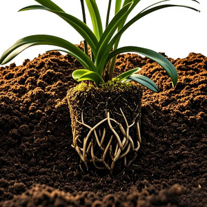 <span class=keywords><strong>Fertilizante</strong></span> Especial para Orquídeas Aishangke Lanling King, Nutriente Líquido para Flores, <span class=keywords><strong>Fertilizante</strong></span> para Phalaenopsis, Clivia y Moran, para el Hogar - Product Image 5