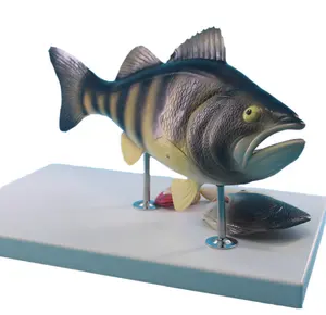 Balık anatomik modeli, balık diseksiyon modeli