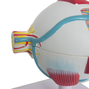 Modelo de Enseñanza de <span class=keywords><strong>PET</strong></span> de Suministros Médicos Avanzados y Modelo de Anatomía del Ojo Humano con Piezas SMD103 para la Escuela de Medicina - Product Image 5