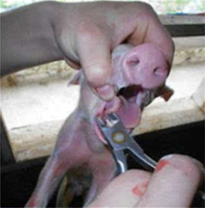 คีมตัด<span class=keywords><strong>ฟัน</strong></span>สุกร/กระต่าย หัวตรง สแตนเลส ขนาด 12.5 ซม./14 ซม. อุปกรณ์สำหรับฟาร์มเลี้ยงสัตว์ - Product Image 6