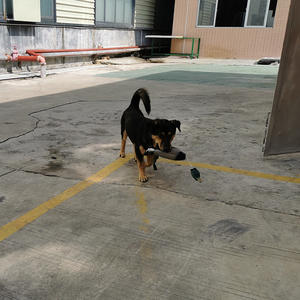 Juicepet üretici toptan vahşi ördek şekilli çiğnemek oyuncaklar Pet köpekler için günlük için EVA malzeme taşlama temizleme diş ısırma - Product Image 2