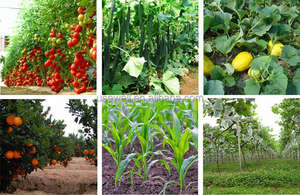 Caña de Azúcar de plástico casero, huerto, fertilizante sólido, esparcidor, aplicador, máquina de compost - Product Image 6