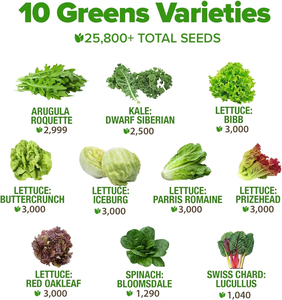 25,800 + cimelio di verdure Non ogm 95% la germinazione 10 varietà di burro di cavolo nero per piantatrici di vasi di fiori idroponici - Product Image 3