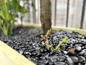 Hot Sale Natural <strong>River</strong> Pebbles Black <strong>Polished</strong> <strong>River</strong> Pebbles Garden Decoration - Product Image 3