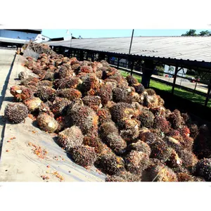 Palmöl verarbeitung anlage Roh palmöl verteiler CPO-Extraktion maschine zum Verkauf