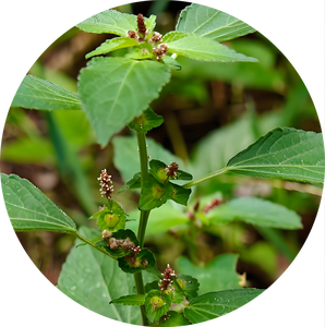 Extracto de Acalypha Australis 10:1, Polvo de Tiexiancai, Alta Calidad, Puro, Natural, Grado Alimenticio - Product Image 3