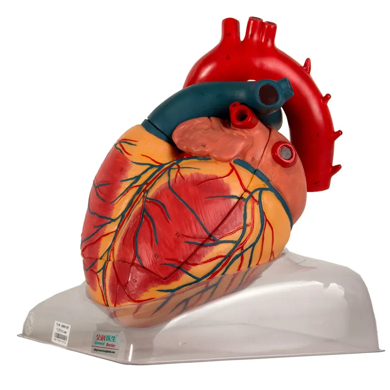 Medical science General Doctor Adult Heart Model human Anatomical Model