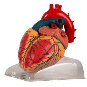 Modelo anatômico do coração adulto da ciência da saúde