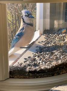 Mangeoire à oiseaux à fenêtre en bois, mangeoire à fenêtre blanche - Product Image 4