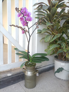 Seaux à lait en cuivre et seaux en étain <span class=keywords><strong>de</strong></span> style américain, et ensembles <span class=keywords><strong>de</strong></span> bassins décoratifs en métal pour terrasse, en gros à bas prix - Product Image 1