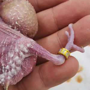 Anel de Identificação para Pássaros de Alumínio 4mm/4.7mm para Treinamento ao Ar Livre e Identificação em Corridas - Product Image 5