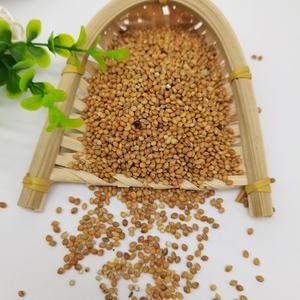 <span class=keywords><strong>Millet</strong></span> perlé hybride de qualité supérieure, jaune, blanc, rouge, doré, en gros, fourni par l'usine - Product Image 3