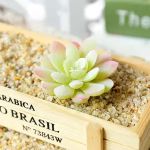 Commercio all'ingrosso Mini Assortiti In Diretta Verde Artificiale Cactus semi di Piante Succulente Per La Decorazione