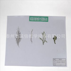 Brown algae specimens with original color coating J43113 Biological experimental equipment, middle school teaching instruments - Product Image 1