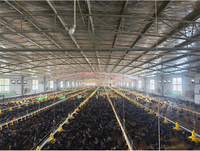 Système d'élevage au sol automatique pour poulets de chair, équipement d'alimentation avicole, ligne d'abreuvement, installation de mangeoires et abreuvoirs pour poulets de ferme