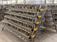 Nouvelle cage à batterie pour cailles de type H, 6 niveaux, galvanisée, HaoKai HK6-400, pour élevage de cailles pondeuses