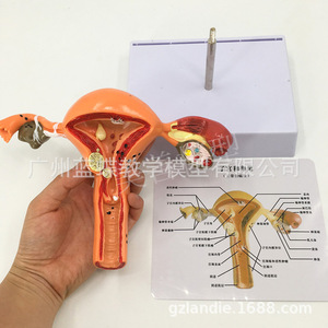Modèle d'utérus humain, aide pédagogique, moule de simulation vaginale et ovarienne, anatomie, pathologie, simulation médicale féminine, modèle de reproduction féminine - Product Image 1