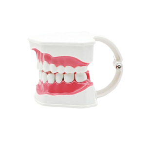 2x Modelo de Dientes, Modelo de Enseñanza Dental, Enseñanza de Limpieza Dental para Jardín de Niños, Práctica de Preparación Dental, Prótesis Dental - Product Image 4