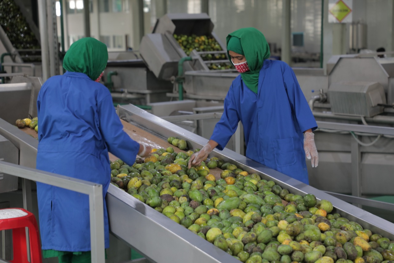 Full Set Mango Juice Processing Plant Small Fruit Production Line