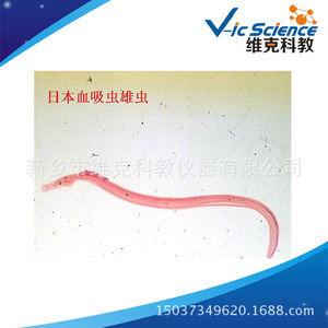 Schistosoma male <b>worm</b> slide; Zoological specimens; Plant and animal slides; Biology teaching microscope slides - Product Image 5