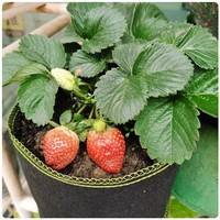 Jardinière portable pliable en tissu feutre 30L, style minimaliste de ferme, pour jardin, intérieur, extérieur, légumes, arbres fruitiers, fleurs