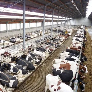 Cattle Cow Free Stalls Cubicles Barns and Cow Cattle Headlocks For Livestock Farm Equipment