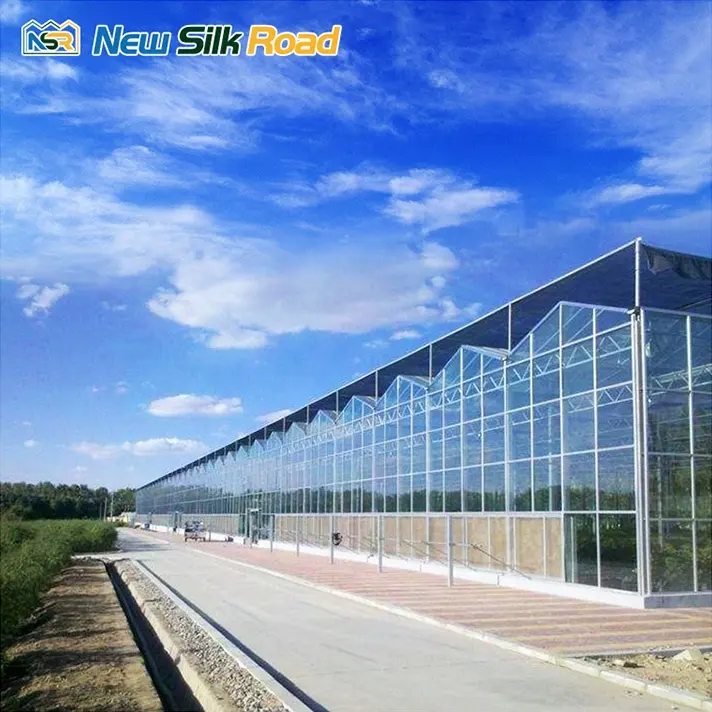 NSR Greenhouse High Quality Multi-span Agricultural Glass Greenhouse For Sale