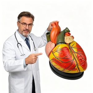 Modello di Cuore Anatomico in Plastica Ingrandito con Ventricoli, Strumento di Simulazione per Formazione Medica per Scuole - Marca Healer - Product Image 5