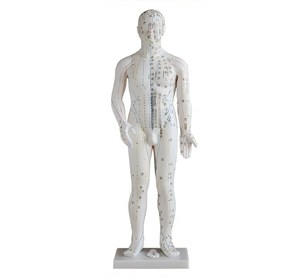 Modèle de musculation d'acupuncture de luxe de 178 cm avec canaux primaires et points d'acupuncture pour l'enseignement et l'apprentissage de <span class=keywords><strong>la</strong></span> <span class=keywords><strong>médecine</strong></span> chinoise et du massage - Product Image 3