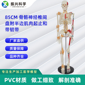Disco intervertebral de 85 cm (con la mitad del músculo de origen e inserción y los ligamentos) se enviará como un rectángulo blanco. - Product Image 5