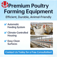 Cage à poulets de chair de type H avec système d'alimentation et d'abreuvement automatique, système d'évacuation du fumier, pour poulailler, certifiée CE