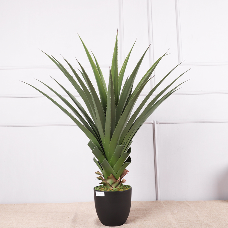 Ananas comosus#190 cm