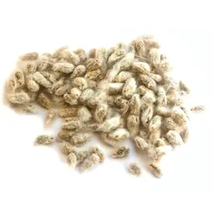 Cotton seeds for wholesale prices