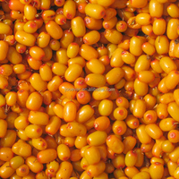 BRC HACCP certifié IQF fruits surgelés de qualité supérieure à l'argousier pour des collations et des recettes saines