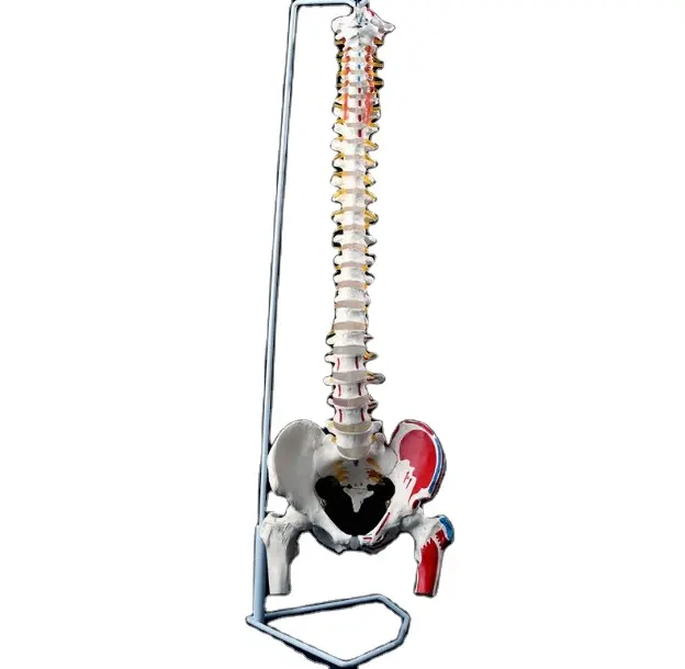 Tıbbi malzemeler plastik iskelet insan omurga anatomik modeli hastane vitrin modeli tıp bilimi eğitim modelleri YL-126C
