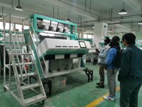 Anhui Wenyao Chute Type Gedroogde Citroenschil Optische Kleur Sorteermachine Gedroogd Fruit Rozijn Kleur Sorteermachine