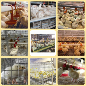 Fabrika tedarikçisi gana doğrudan tarım satış iyi fiyat tavuk yetiştiriciliği bebek Brooder kafesleri pil H tipi tavuk çiftliği - Product Image 6